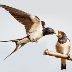 Swallow! Mem 243