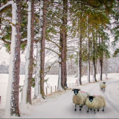 Who Are Ewe Looking At113