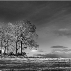 Winter Coppice93