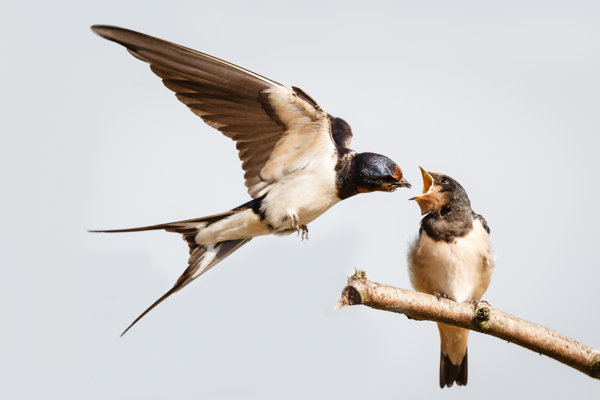 2 Swallow feeding young