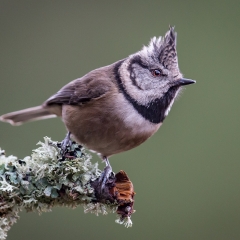 1 Crested Tit