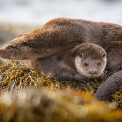 10 Otters (mother and cub) in Loch na Cille