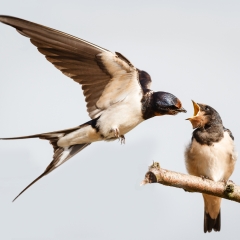 2 Swallow feeding young