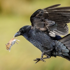 4 Crow with catch
