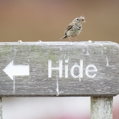 5 Bird Watching