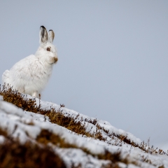 6 Mountain Hare