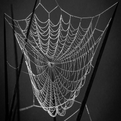 8 Web