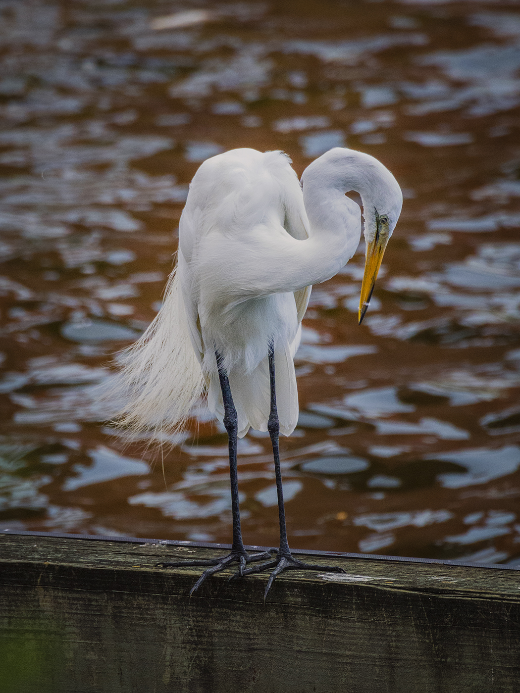 Great Egret - Richard Hoskins