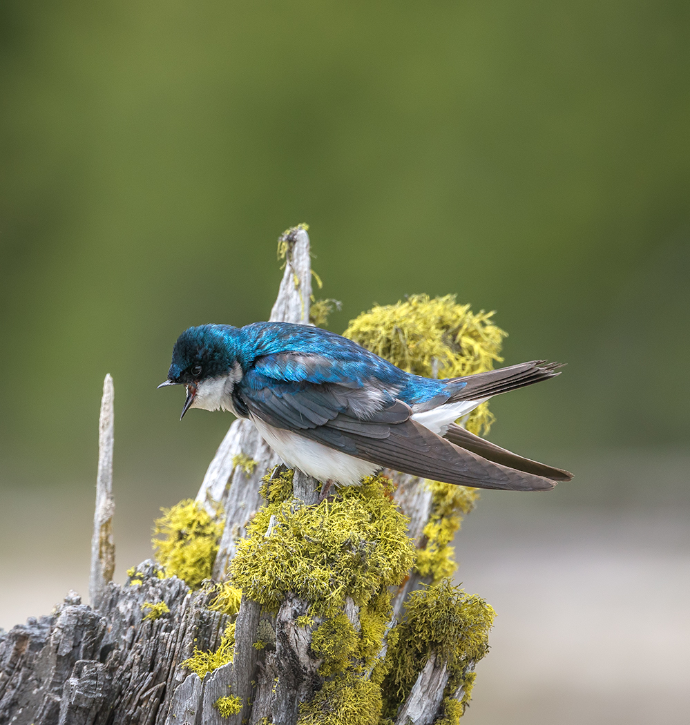 Tree Swallow calling - Peter Paterson