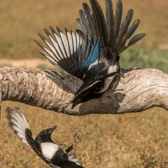 Dueling Magpies - Thomas Craig