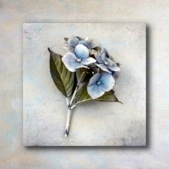 Hydrangea - Peter Paterson