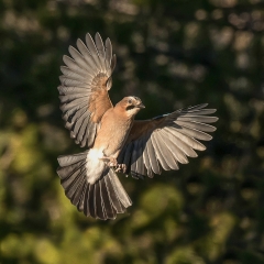 Jay (flight) - Thomas Craig