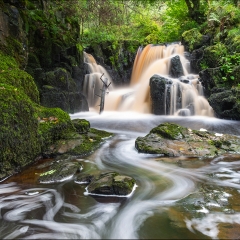 Linn Jaw Water - Alan Gray