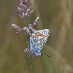 Macro Common Blue - Brian McWhinnie