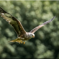 Red Kite - Malcolm Marshall