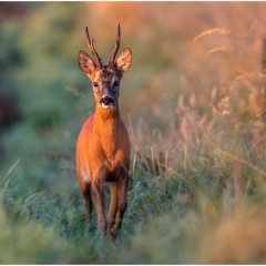 Roe Deer - William Muirhead