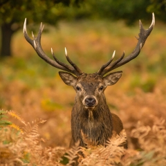 Stag In The Bushes - Richard Hoskins