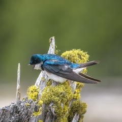 Tree Swallow calling - Peter Paterson