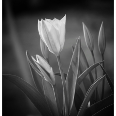 Tulips light and shadow - Anne Sproul
