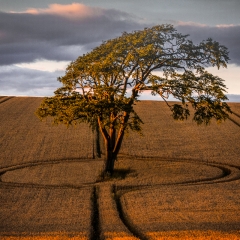 crop circle - John Kerr