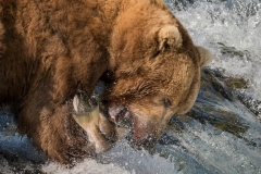 Brown-Bear-Fishing-Peter-Paterson