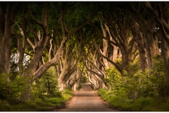 Dark-Hedges-Stewart-McQuillian_