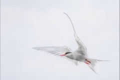 Sterna-Pariadisaea-Print-Alan-Gray